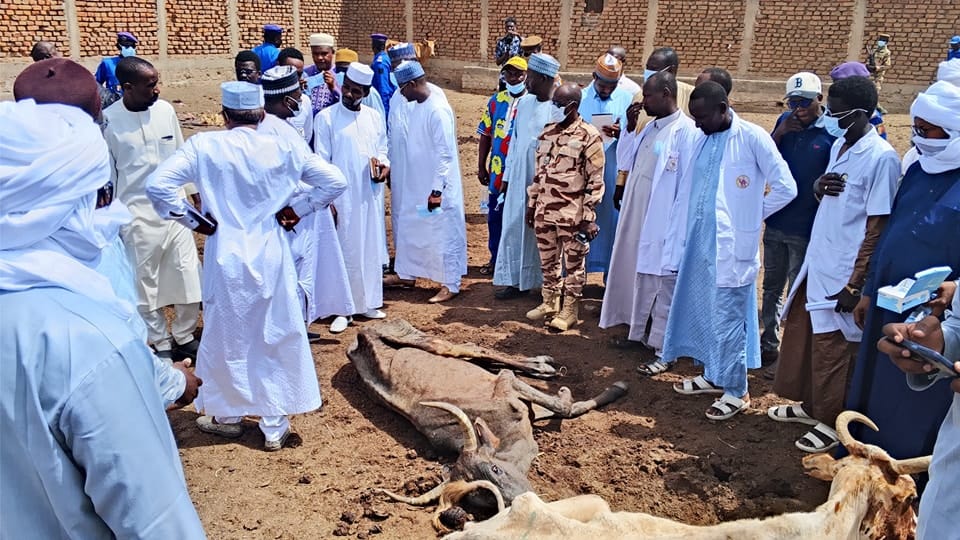 Veterinary inspection in Chad