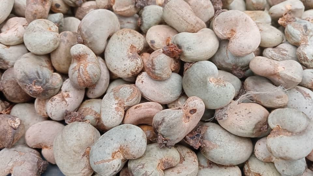 Poor cashew harvest in Bounkani linked to erratic rainfall and farming practices