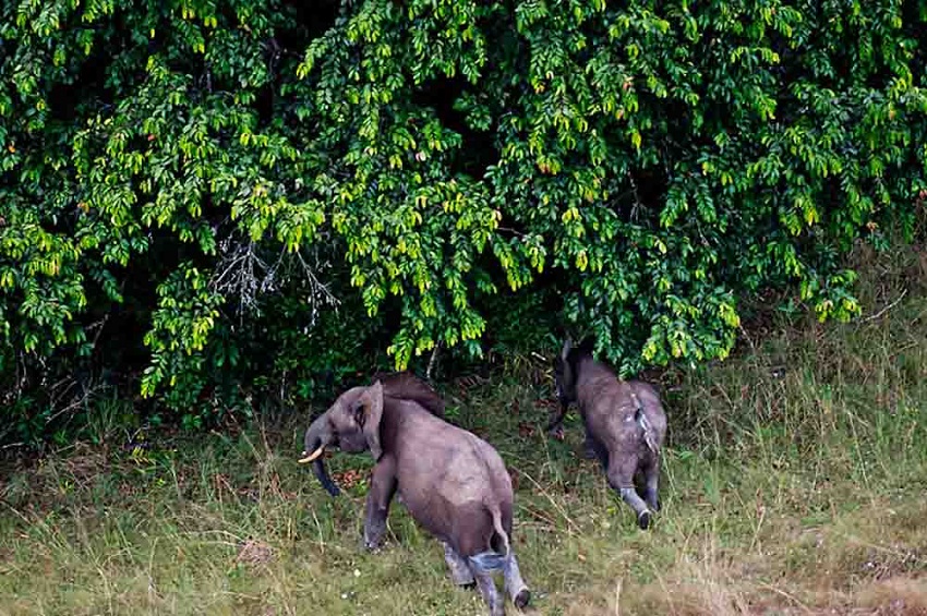 Gabon national park tourism