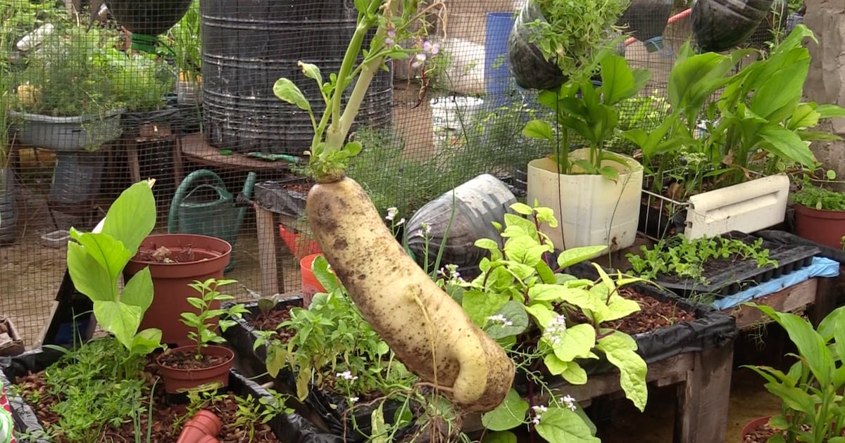 Sustainable food in Bamako: how Mali’s bio markets connect farmers and families