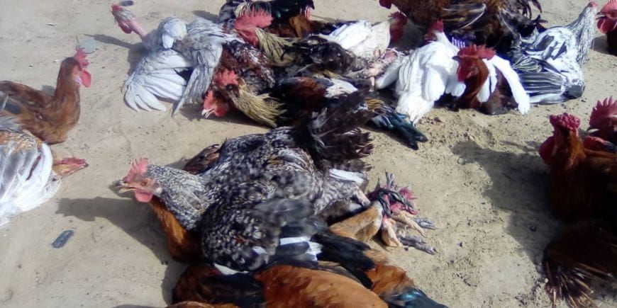 Chad: poultry market in Ati
