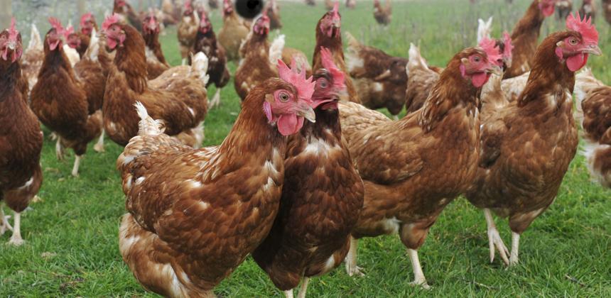 Gabon’s poultry dilemma: balancing trade rules and food security goals