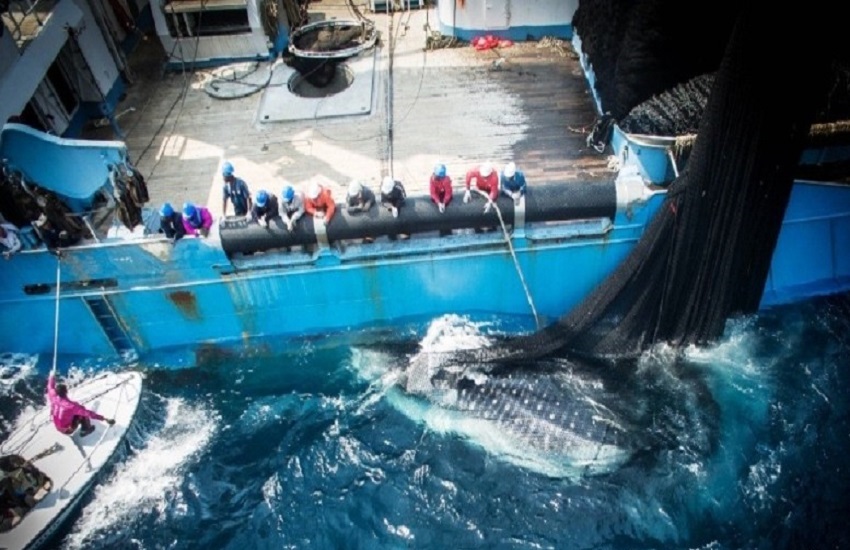 Gabonese tuna fishing in national waters